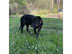 Adopt Mona a Black - with White Border Collie / Havanese / Mixed dog in Bayonne