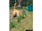 Adopt Betty - Pending Adoption a Red/Golden/Orange/Chestnut Labrador Retriever