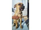 Adopt Rocky a Tan/Yellow/Fawn - with Black Carolina Dog / Mixed Breed (Medium)
