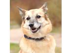 Adopt Foxie a Red/Golden/Orange/Chestnut - with White Sheltie
