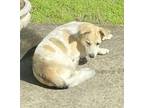 Adopt Jake a White Mixed Breed (Small) / Mixed Breed (Medium) / Mixed (short