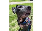 Adopt Rainbow Dash a Black Labrador Retriever / Mixed Breed (Medium) / Mixed