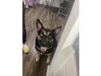 Adopt Shakespeare a Black - with Tan, Yellow or Fawn German Shepherd Dog / Husky