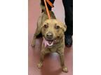 Adopt Carmel a Labrador Retriever / Spaniel (Unknown Type) / Mixed dog in