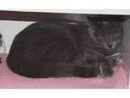 Adopt Willy a Gray, Blue or Silver Tabby Russian Blue (short coat) cat in