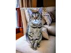 Adopt Little Bit a Brown Tabby Domestic Shorthair / Mixed (short coat) cat in