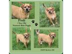 Adopt Pauly (Neutered) a Tan/Yellow/Fawn - with White Puggle / Mixed dog in
