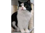 Adopt Humphrey a Black & White or Tuxedo Maine Coon cat in Cary, NC (39585194)