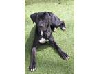 Adopt Lumi a Black Mastiff / Mixed dog in Port Washington, NY (41288026)