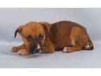 Adopt Kat a Brindle Black Mouth Cur / Mixed Breed (Medium) / Mixed (short coat)