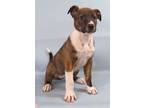 Adopt Misty Lee a Brindle Dutch Shepherd / Mixed Breed (Medium) / Mixed (short