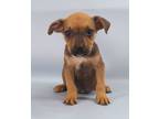 Adopt Kimmy a Tan/Yellow/Fawn Black Mouth Cur / Mixed Breed (Medium) / Mixed
