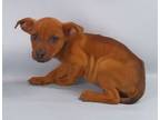 Adopt Kenai a Brindle Black Mouth Cur / Mixed Breed (Medium) / Mixed (short