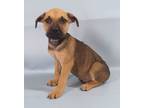 Adopt Keefe a Tan/Yellow/Fawn Black Mouth Cur / Mixed Breed (Medium) / Mixed
