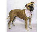 Adopt June a Brown/Chocolate Boxer / Mixed Breed (Medium) / Mixed (short coat)