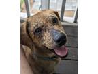 Adopt Farrah Pawcett a Catahoula Leopard Dog / Mixed dog in Cleveland