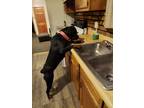 Adopt keyli a Black - with Tan, Yellow or Fawn Rottweiler / Mixed dog in