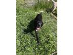 Adopt Jack Shepherd a Australian Shepherd / Mixed dog in Cleveland