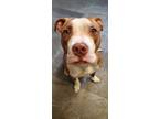 Adopt Aloe a Brindle American Staffordshire Terrier / Mixed Breed (Medium) /