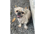 Adopt Bruce a Tan/Yellow/Fawn Shih Tzu / Mixed Breed (Medium) / Mixed (short