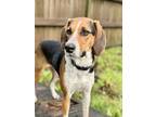 Adopt Pepper a White - with Black Foxhound / Hound (Unknown Type) dog in