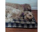 Adopt Daffy (Daffodil) a White Goldendoodle / Mixed dog in Louisville