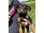 Adopt Zodiac : Virgo a Black - with Tan, Yellow or Fawn German Shepherd Dog dog