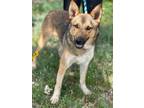 Adopt Gus a Black - with Tan, Yellow or Fawn German Shepherd Dog / Mixed dog in