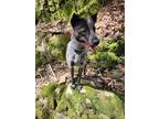 Adopt Paula (P Siblings) a Blue Heeler dog in Brewster, NY (41355425)
