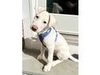 Adopt Krypton (Ellie's Litter) a White Labrador Retriever / German Shepherd Dog