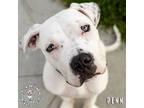Adopt Penn a White Pit Bull Terrier dog in Omaha, NE (41236346)