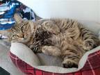 Adopt Judge a Brown Tabby Domestic Mediumhair / Mixed (medium coat) cat in