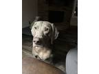 Adopt Belle a Gray/Blue/Silver/Salt & Pepper Weimaraner / Mixed dog in Marietta
