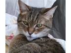 Adopt Edith (Happy Single) a Brown Tabby Domestic Shorthair / Mixed (short coat)
