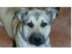 Adopt DOG a White Anatolian Shepherd dog in Los Lunas, NM (41334221)