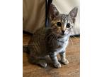 Adopt Almond a Domestic Shorthair / Mixed (short coat) cat in Little Rock