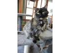 Adopt Vada a Gray or Blue (Mostly) Domestic Longhair (long coat) cat in