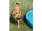 Adopt Coop a Red/Golden/Orange/Chestnut - with White Australian Shepherd /