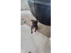 Adopt Ashton a Brindle - with White Boxer / Mutt / Mixed dog in Leesburg