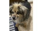 Adopt Puff SC a Pomeranian dog in San Angelo, TX (41430050)