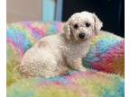 Adopt Vesta a White Bichon Frise / Mixed dog in Tipton, IA (41430026)