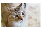 Adopt Sweetie 4 a Gray or Blue Siamese (short coat) cat in Austin, TX (41092021)