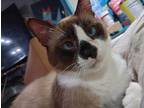 Adopt Bean 4 a Siamese (short coat) cat in Austin, TX (41014388)