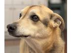 Adopt MIJO (local) yo a Whippet / Husky dog in Langley, BC (41398046)