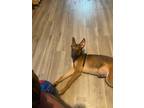 Adopt Blaze a Brown/Chocolate Belgian Malinois / Mixed dog in Philadelphia