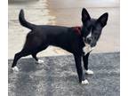 Adopt Trina a Black - with White Boxer / Rat Terrier / Mixed dog in Dalton