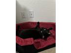 Adopt Salem a Black (Mostly) American Shorthair / Mixed (short coat) cat in San