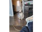Adopt Mack a White - with Black Bull Terrier / American Pit Bull Terrier / Mixed