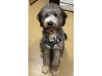 Adopt Alphie a White - with Gray or Silver Great Pyrenees / Mixed dog in Fall