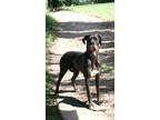 Adopt BIG LIL HARLEY a Great Dane / Mixed dog in Franklin, TN (41006265)